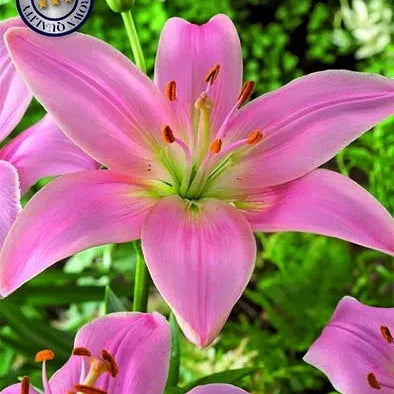 Asiatlilje - Lilium Pink County 2-pakning